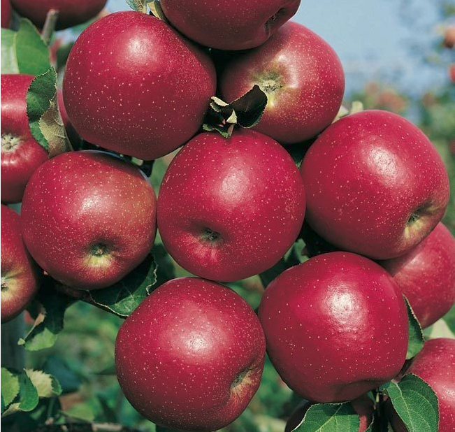 Apfel Roter Boskoop 2 (viele).png